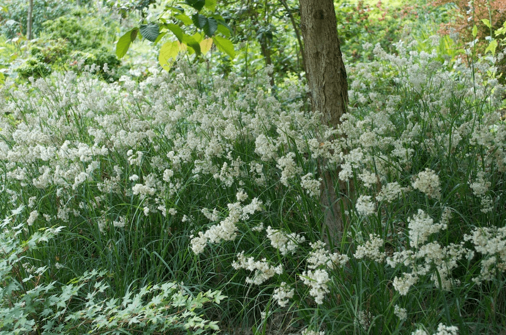 Des images de diff�rentes plantes